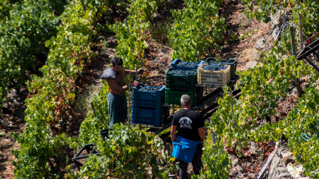 A viticultura da Ribeira Sacra fronte ao cambio climático