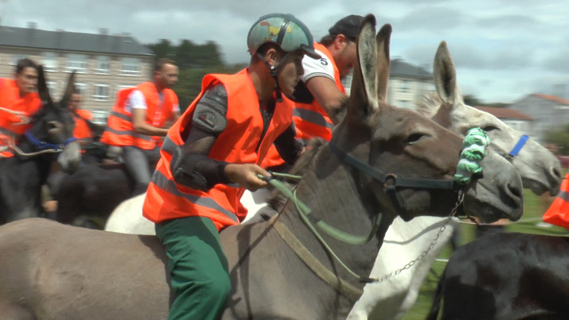 A tradicional carreira de burros converteu Escairón nun singular hipódromo