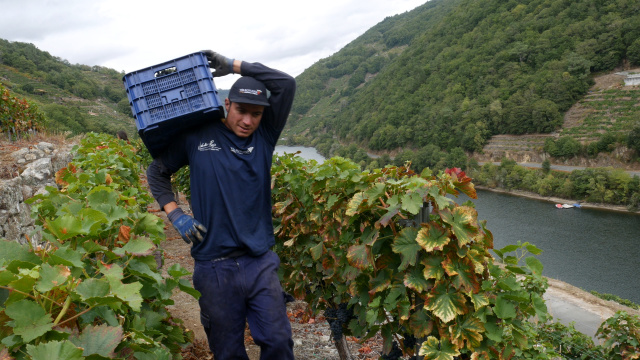 Da viña á adega: xornadas de vendima na Ribeira Sacra