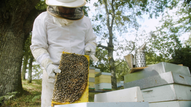 Apicultura na RibeiraSacra. O mel como alimento, menciña e vida