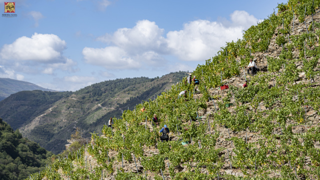 Inicio puntual da vendima na Ribeira Sacra, á espera da data recomendada