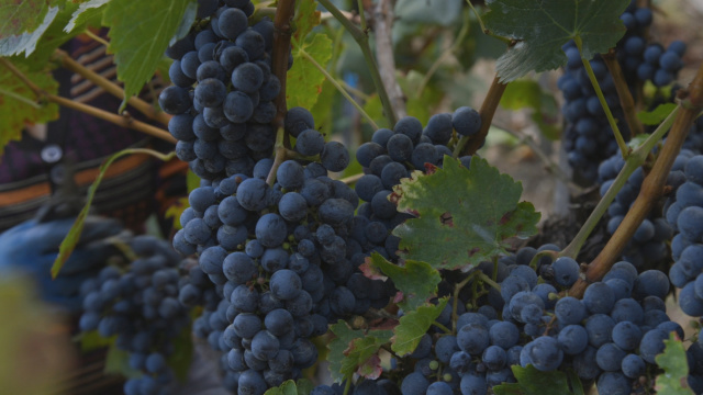 As últimas vendimas de 2020 na Ribeira Sacra