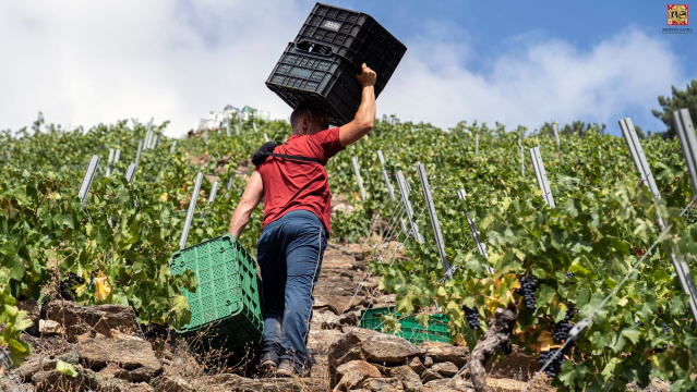 Fin da vendima na Ribeira Sacra con algo máis de 5 millíons de kg. recollidos