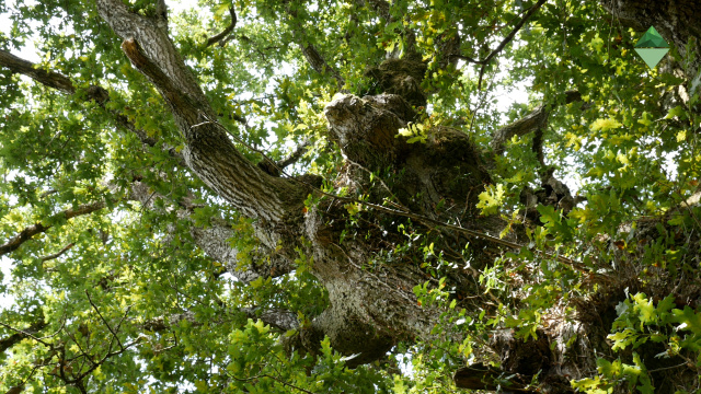 Unha nova guía reúne as árbores e formacións naturais senlleiras da Ribeira Sacra