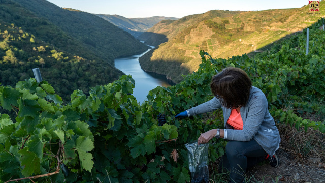 Conta atrás para a vendima: comezan os controis de maduración na Ribeira Sacra